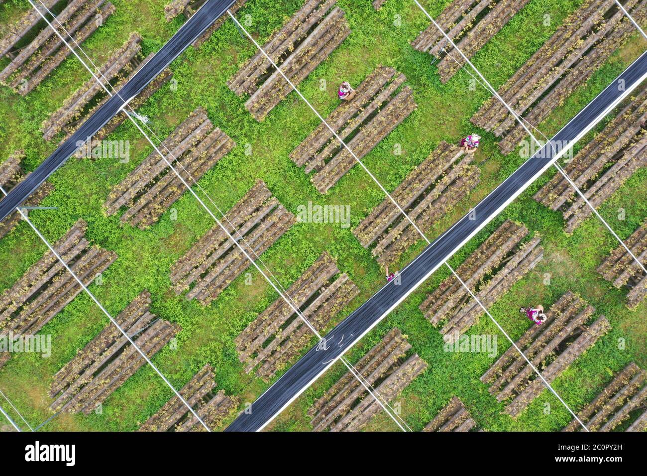 (200612) -- JINPING, 12 giugno 2020 (Xinhua) -- Foto aerea scattata il 12 giugno 2020 mostra una vista della base di coltivazione del nobile dendrobium presso il villaggio di Longchi nella città di Dunzhai nella contea di Jinping, nella provincia di Guizhou, nella Cina sudoccidentale. Sfruttando appieno le ampie aree della foresta e l'ampia luce del sole, le autorità locali hanno incoraggiato la gente a piantare erbe medicinali cinesi, tra cui il dendrobium nobile e a mantenere le api tra gli alberi senza danneggiare l'ambiente ecologico. Attualmente, la Contea di Jinping ha oltre 11,000 mu (circa 733 ettari) di dendrobium nobile, circa 91,000 mu (circa 6,067 ettari Foto Stock