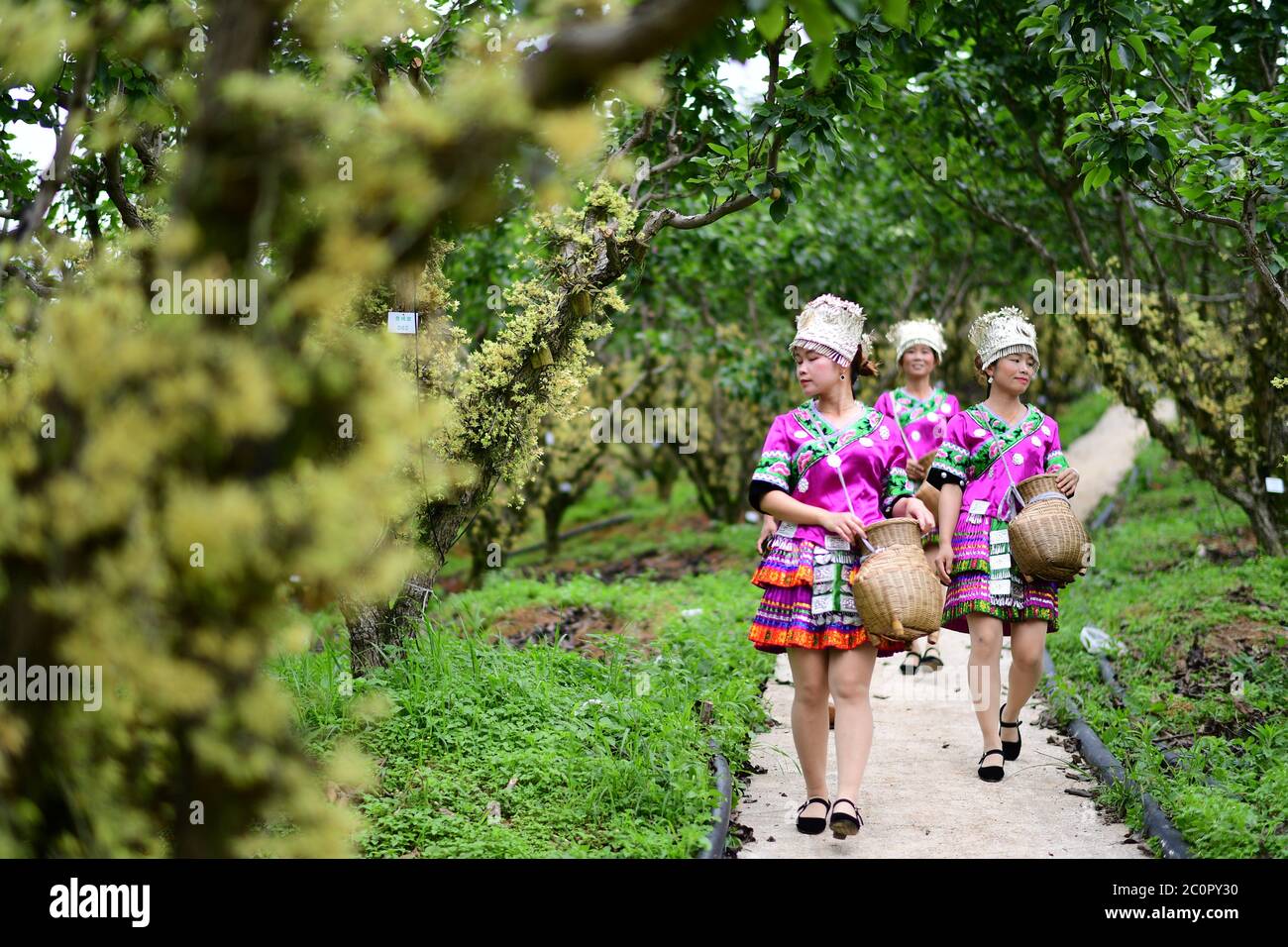 (200612) -- JINPING, 12 giugno 2020 (Xinhua) -- Villagers camminare sulla strada per raccogliere i fiori di dendrobium nobile ad una base di coltivazione nel villaggio di Longchi di Dunzhai città nella contea di Jinping, provincia di Guizhou della Cina sud-occidentale, 12 giugno 2020. Sfruttando appieno le ampie aree della foresta e l'ampia luce del sole, le autorità locali hanno incoraggiato la gente a piantare erbe medicinali cinesi, tra cui il dendrobium nobile e a mantenere le api tra gli alberi senza danneggiare l'ambiente ecologico. Attualmente, la contea di Jinping ha più di 11,000 mu (circa 733 ettari) di dendrobium nobile, circa 91,000 mu (circa 6, Foto Stock
