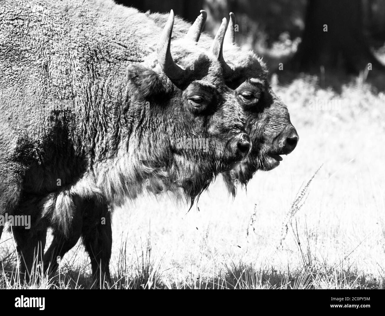 Due bisoni di legno europei, o saggi, nella foresta primordiale di Bialowieza. Immagine in bianco e nero. Foto Stock