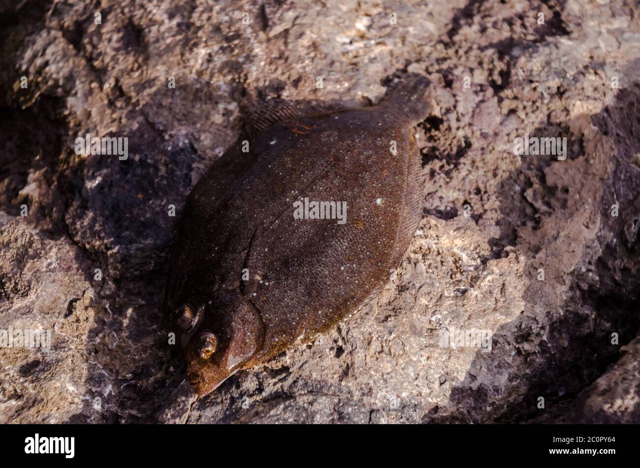 Tutta la singola Sogliola fresca pesce Foto Stock