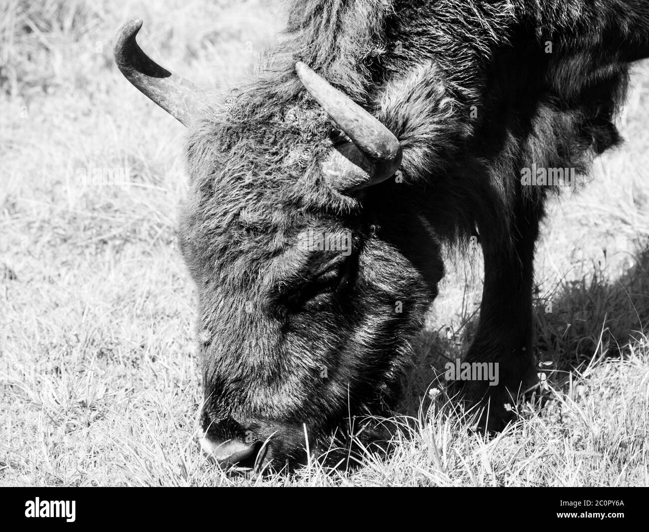 Vista dettagliata del bisonte europeo in pericolo di estinzione, o wisent, nella foresta primordiale di Bialowieza, in Polonia e in Bielorussia . Immagine in bianco e nero. Foto Stock