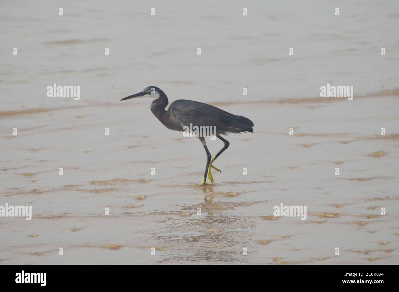 Melanico (morfo grigio scuro) esemplare di airone della barriera corallina occidentale, (Egretta gularis gularis) nella spiaggia di Yoff, Dakar, Senegal Foto Stock