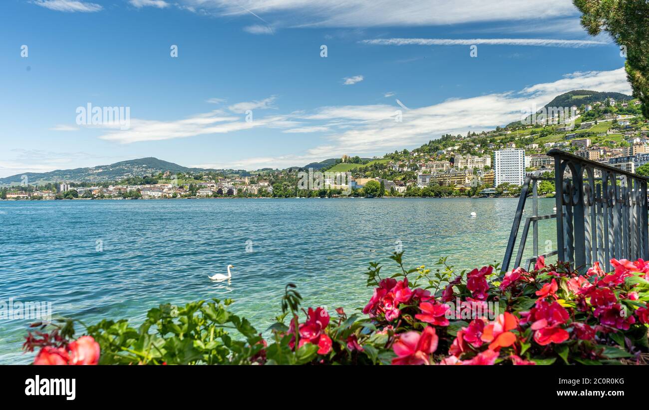 Bella giornata a Montreux per scattare foto... swan passava, odio scattare la foto. Pensavo che con i fiori sarebbe stata una bella cattura. Foto Stock
