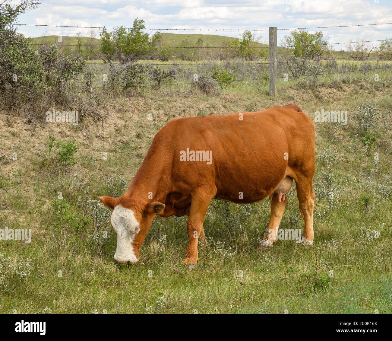 Una singola mucca che pascolano in un pascolo nelle grandi colline vicino leader, Saskatchewan, Canada Foto Stock