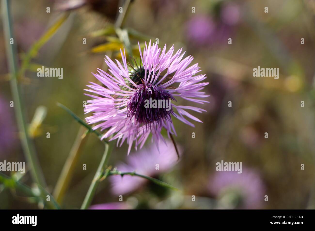 Primo piano di rosa e viola Silybum Thistle fiore Foto Stock