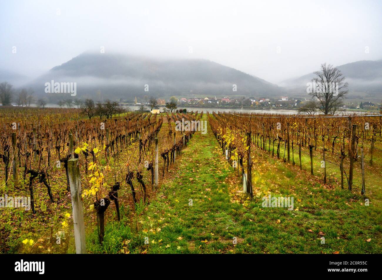Vigneti nella città di Dürnstein, nella regione vinicola austriaca della valle di Wachau, lungo il Danubio Foto Stock