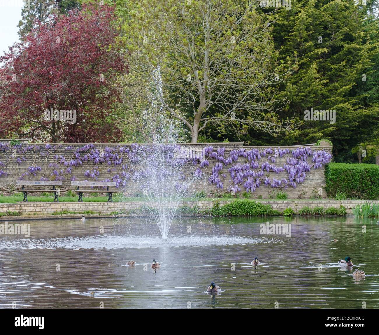 Le anatre nuotano in un lago decorativo accanto a una fontana d'acqua. Un muro coperto di glicine e alberi alti sullo sfondo. Pinner Memorial Park, NW London. Foto Stock