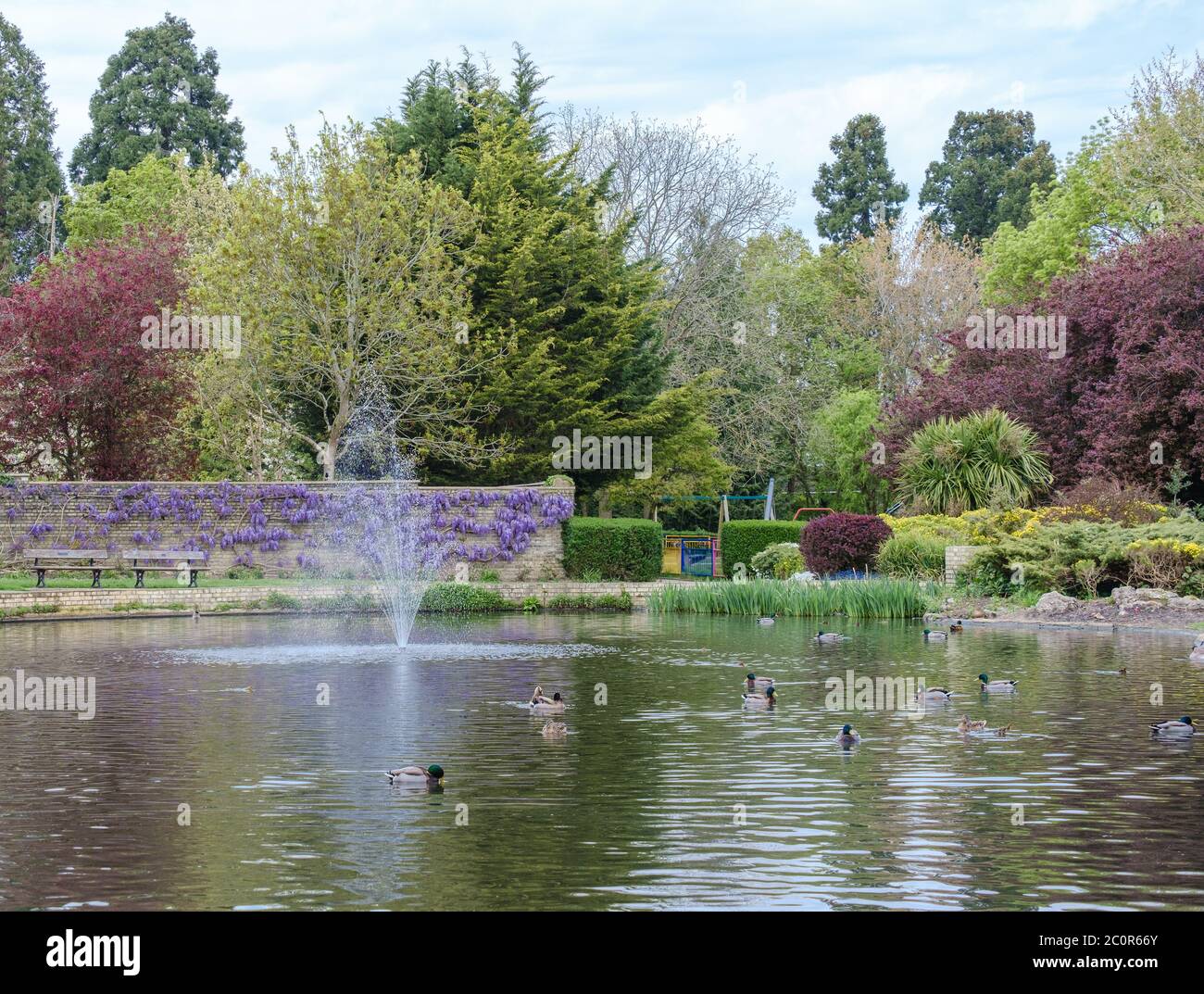 Le anatre nuotano in un lago decorativo accanto a una fontana d'acqua. Un muro coperto di glicine e alberi alti sullo sfondo. Pinner Memorial Park, NW London. Foto Stock