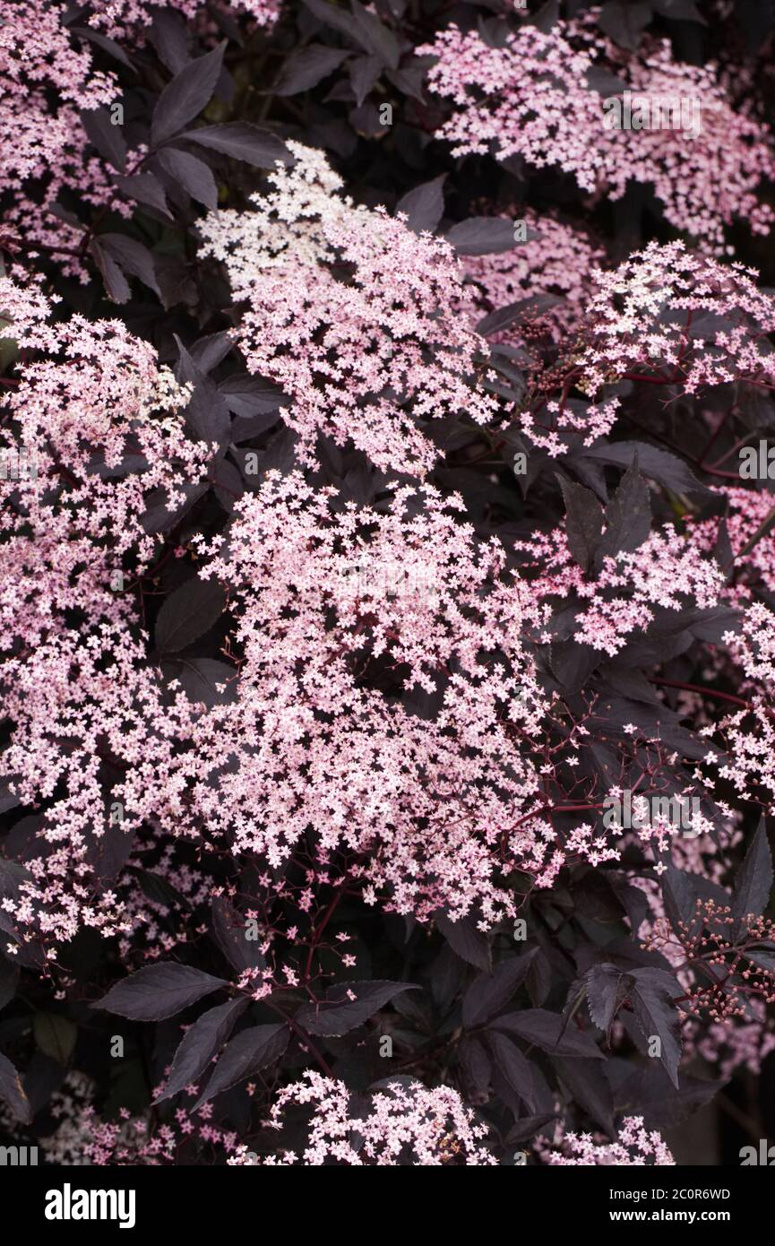 Sambucus nigra fiori in estate. Fiori neri anziani. Foto Stock