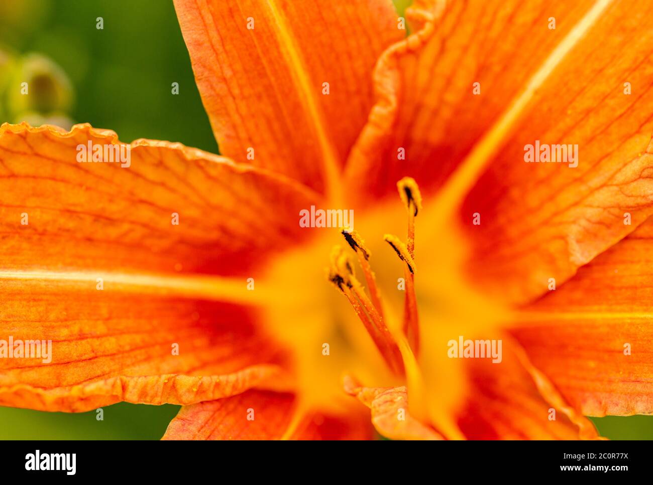 Fiore di giglio in fiore. Prezel di fiori con polline. Piante ornamentali e da giardino. Home fiore crescente. Foto Stock