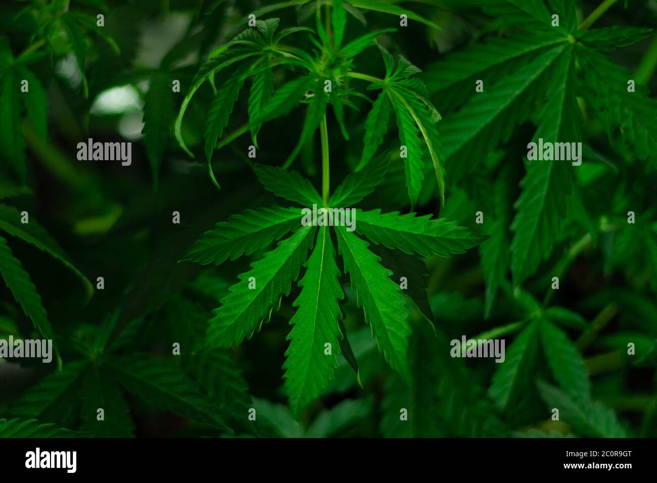 Foglie e marijuana in fiore da vicino. Coltivazione di cannabis organica. Uso di droga per la medicina. Foto Stock