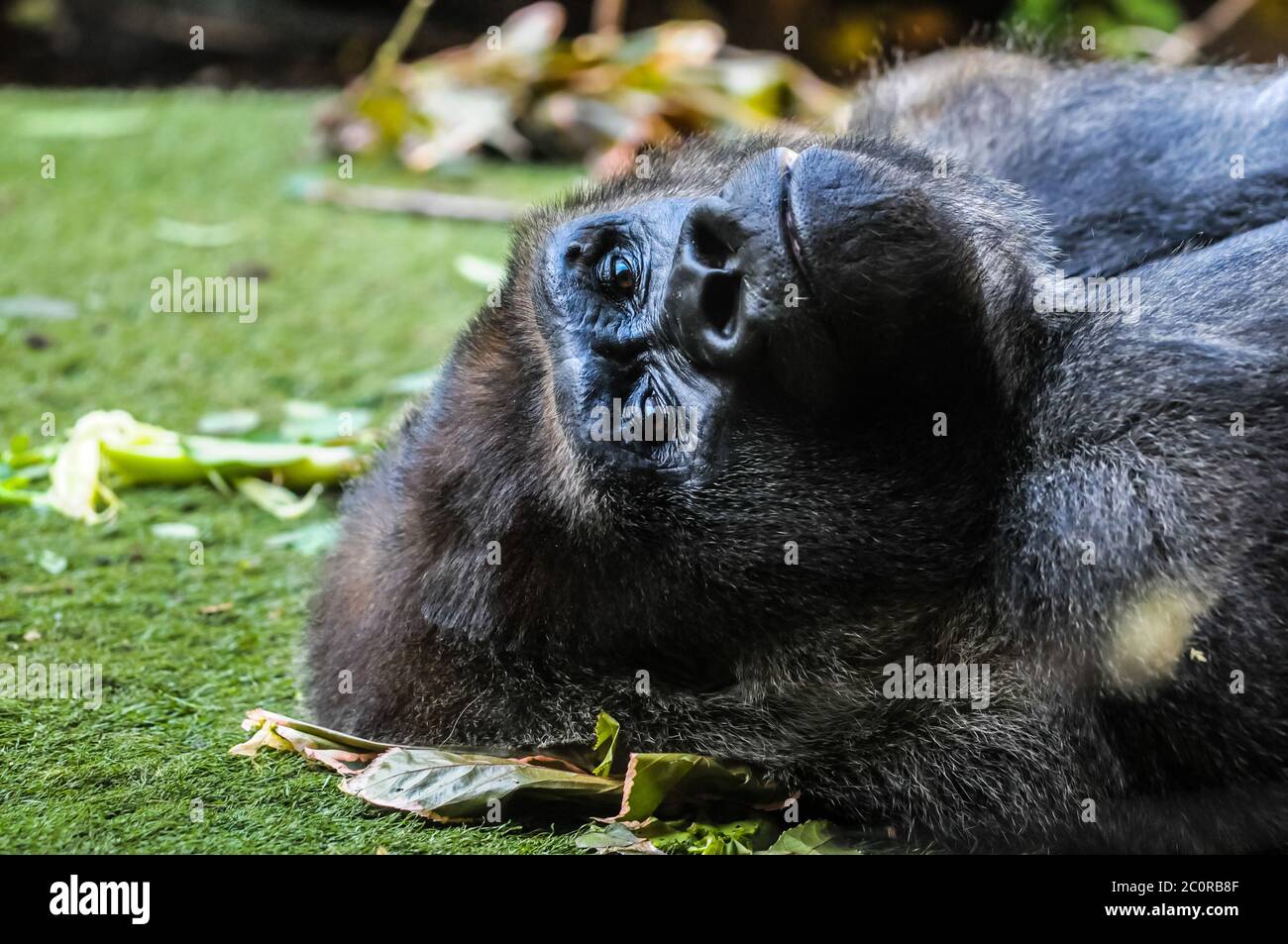 Forte adulto Gorilla nero Foto Stock