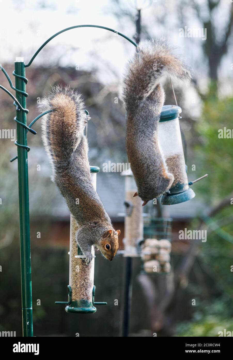Scoiattoli grigi (Sciurus carolinensis) su alimentatori di uccelli. REGNO UNITO. Foto Stock