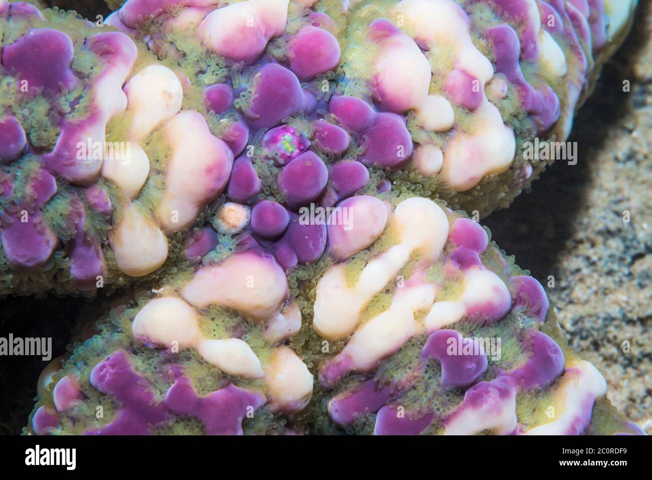 Stella del mare di Warty o la stella di Bubble di Bonded [Echinaster callosus]. Papua Occidentale, Indonesia. Indo-Pacifico occidentale. Foto Stock