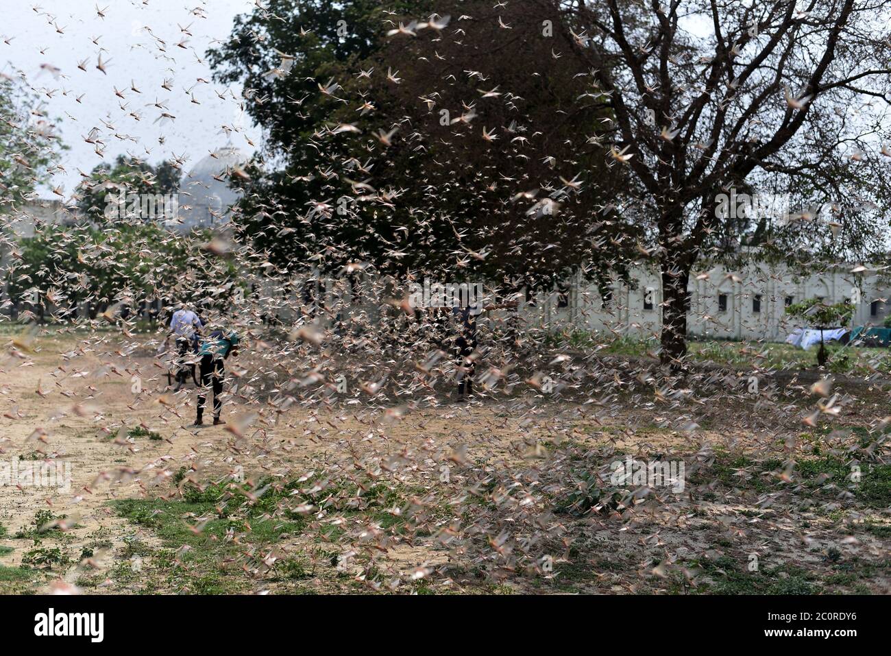 (200612) -- PRAYAGRAJ, 12 giugno 2020 (Xinhua) -- Foto scattata il 11 giugno 2020 mostra locuste che si scaldano su un campo vicino ad una zona residenziale in Prayagraj, stato dell'India settentrionale di Uttar Pradesh. (Str/Xinhua) Foto Stock