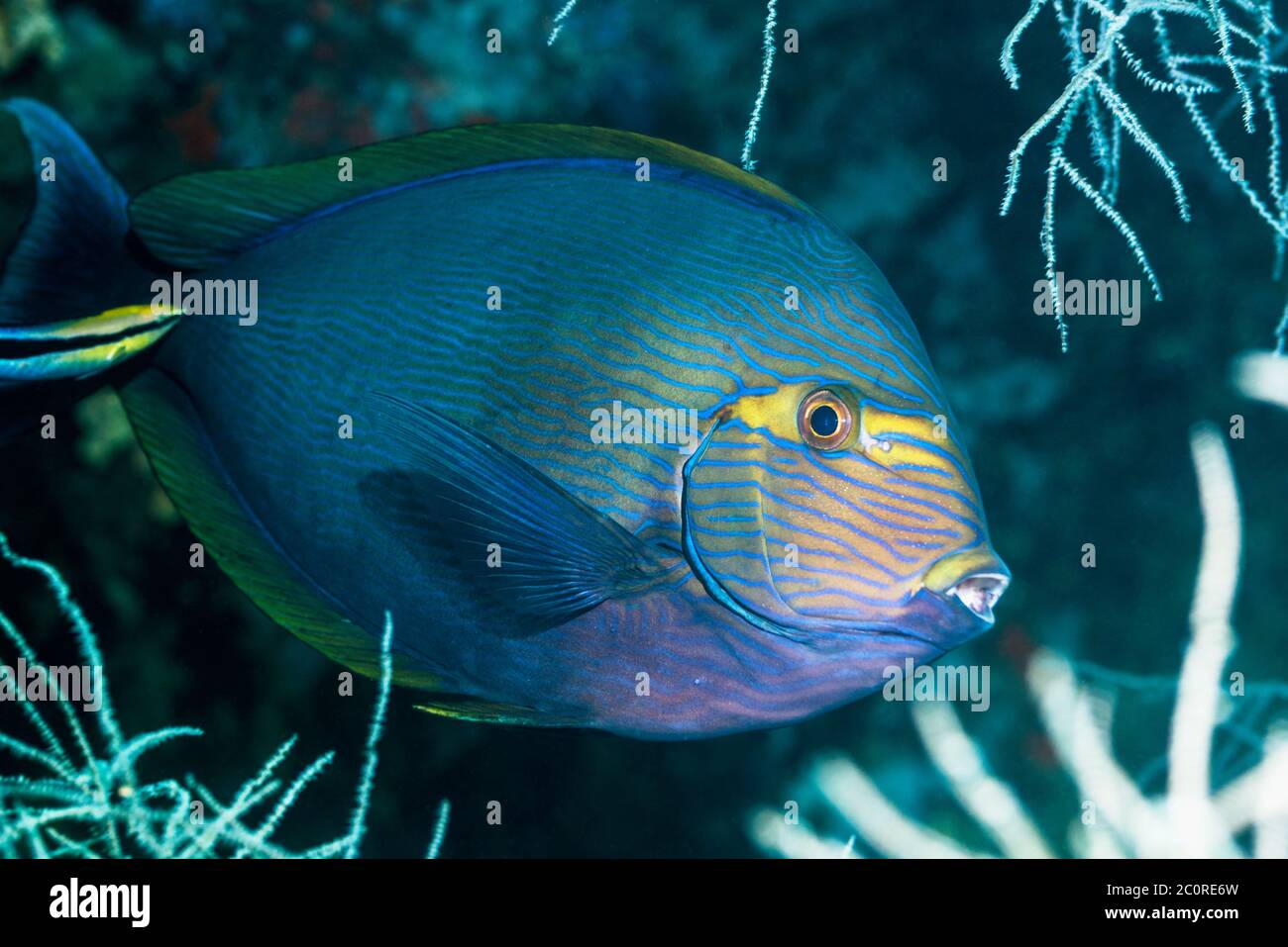 Pesce Surgeonfish allungato [Acanthurus Mata]. Papua Occidentale, Indonesia. Indo-Pacifico occidentale. Foto Stock