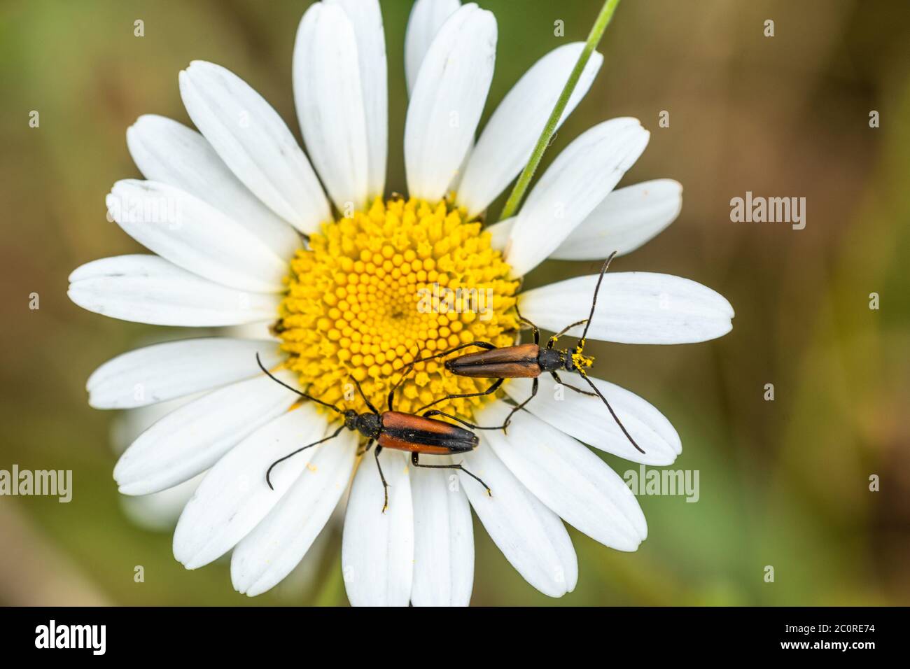 Due barbabietole di longhorn (Stenurella melanura) su un'osseye daisy (Leucanthemum vulgare), Regno Unito. Beetles e altri insetti sono importanti impollinatori Foto Stock