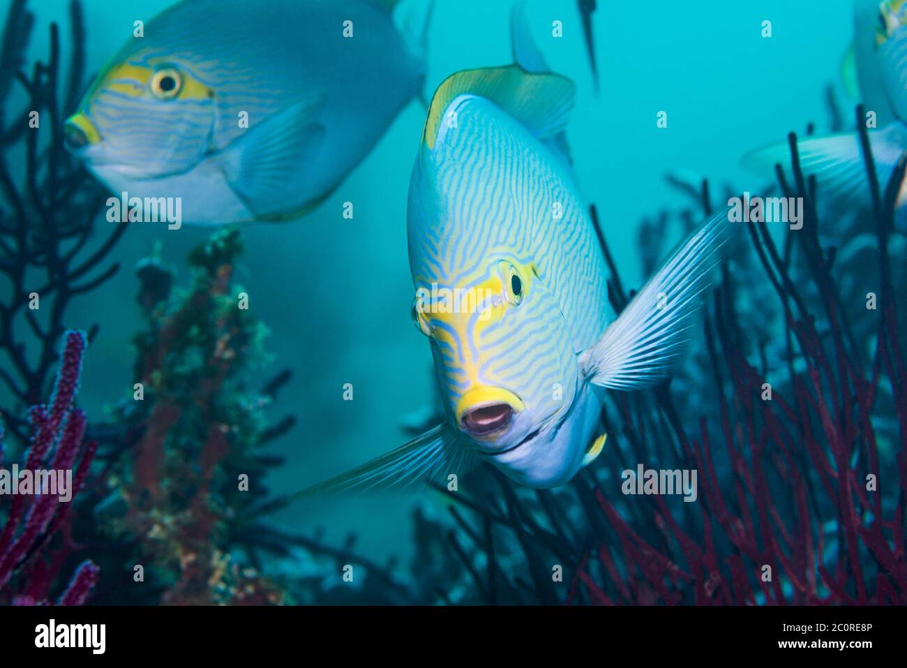 Pesce Surgeonfish allungato [Acanthurus Mata]. Papua Occidentale, Indonesia. Indo-Pacifico occidentale. Foto Stock