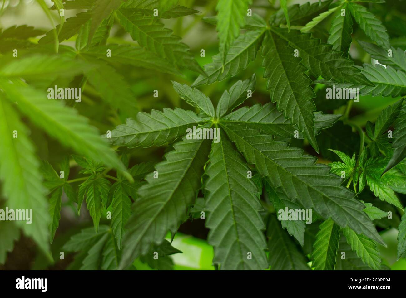 Grandi foglie di marijuana al sole. Cannabis medica con THC per uso sanitario del benessere. Foto Stock