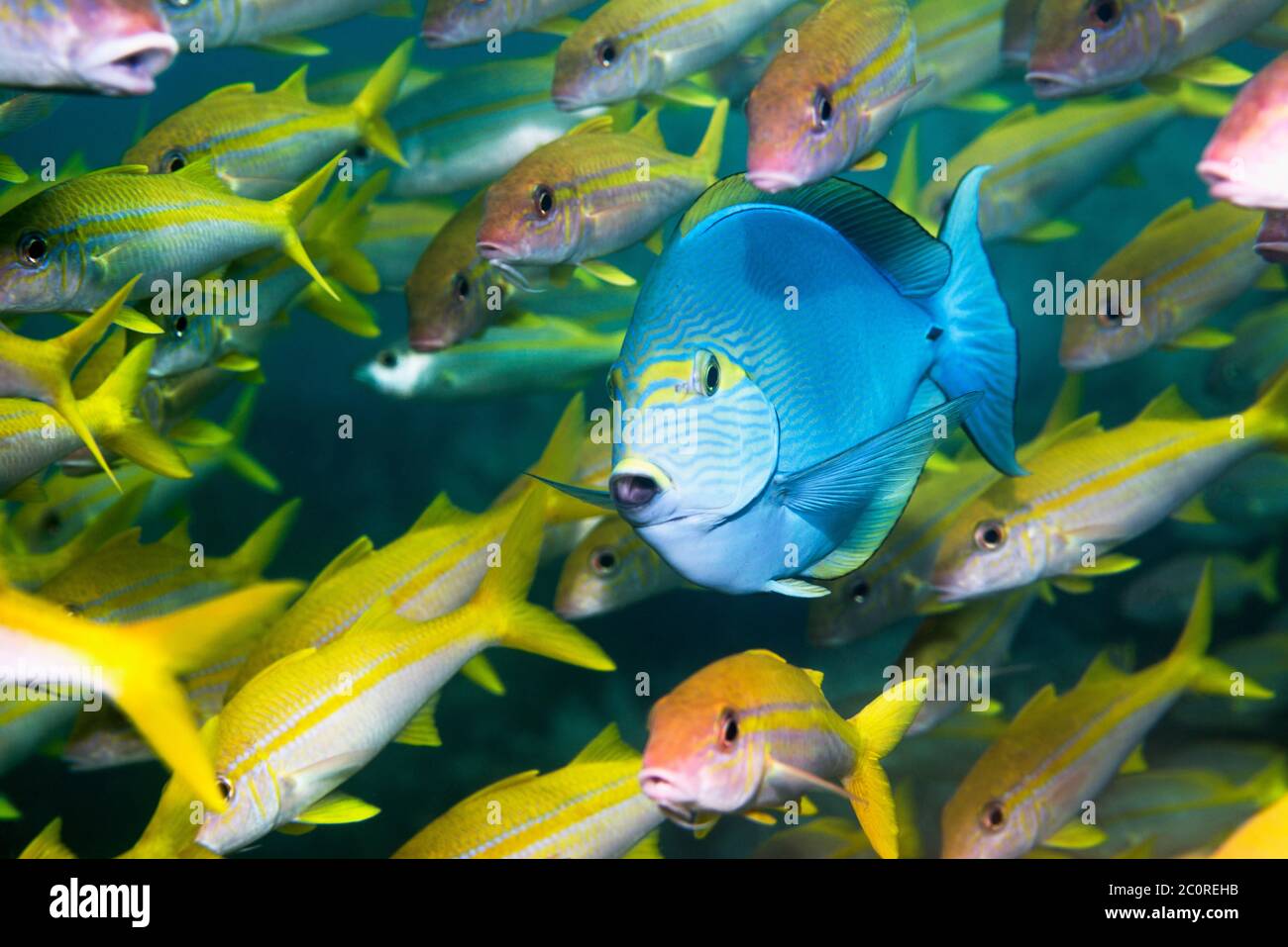 Pesce Surgeonfish allungato [Acanthurus Mata] con pesce gatto giallo [Mulloidichthys vanicolensis]. Papua Occidentale, Indonesia. Indo-Pacifico occidentale. Foto Stock