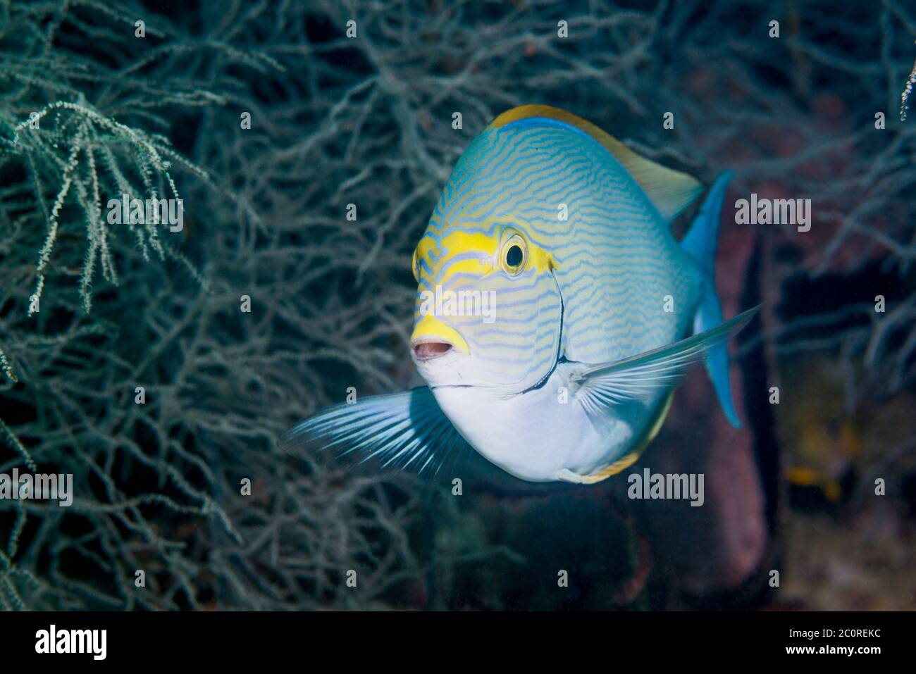 Pesce Surgeonfish allungato [Acanthurus Mata]. Papua Occidentale, Indonesia. Indo-Pacifico occidentale. Foto Stock