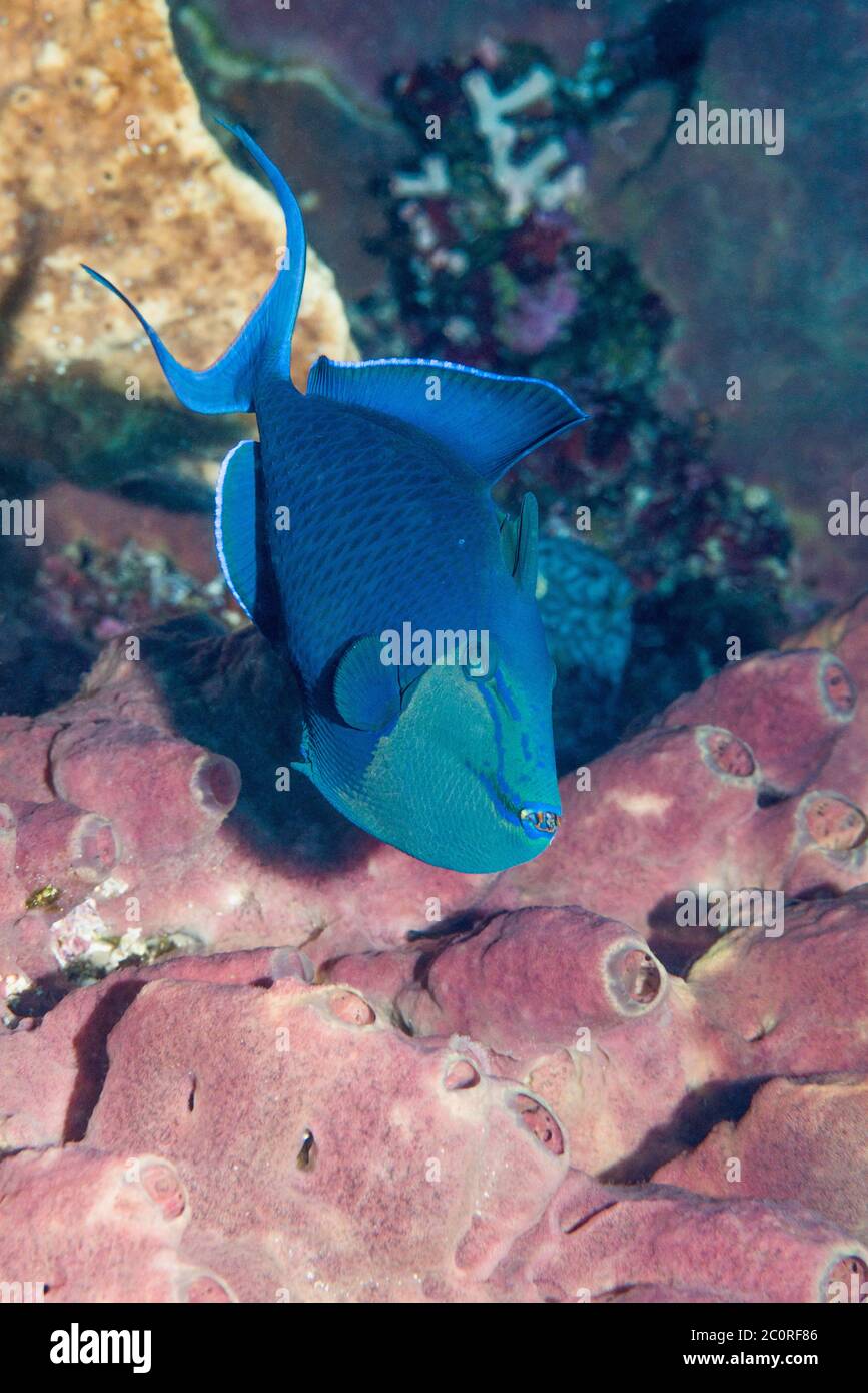 Redtooth pesci balestra, pesci balestra blu [Odonus niger]. Nord Sulawesi, Indonesia. Foto Stock