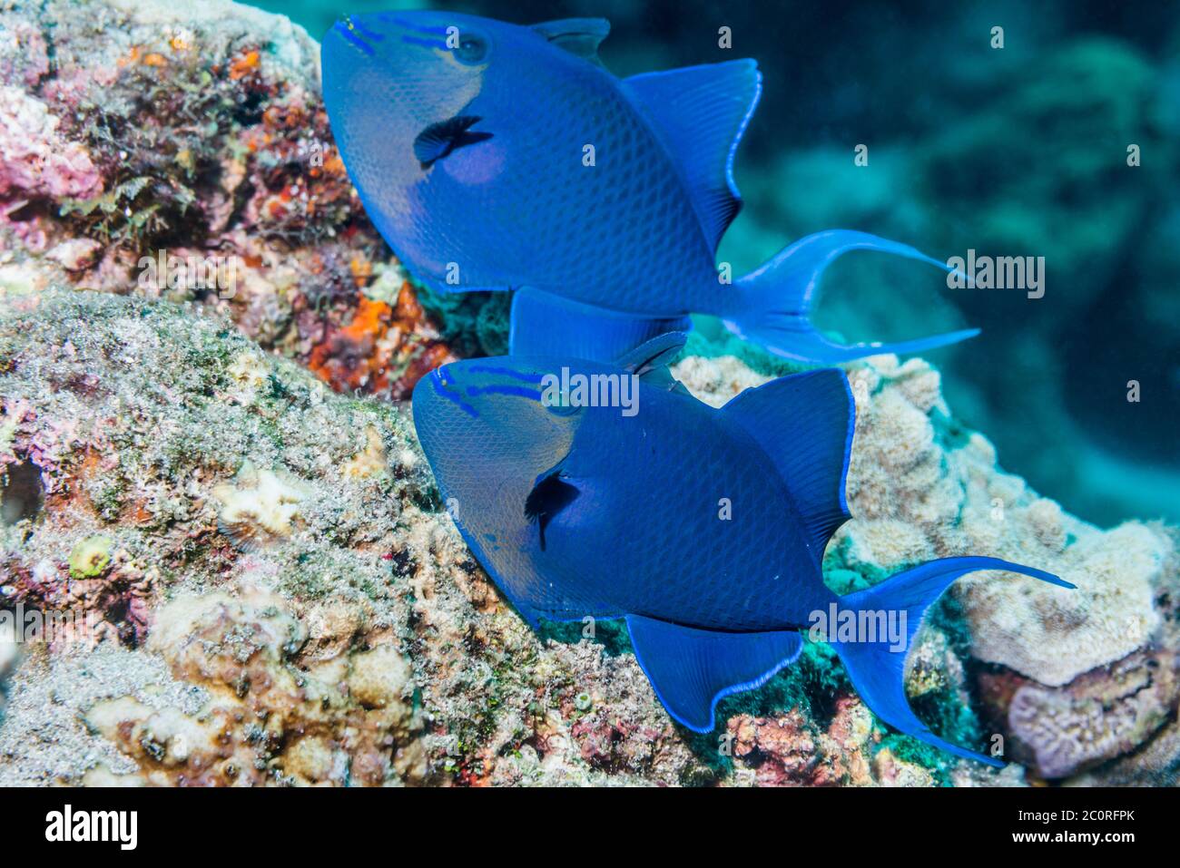 Redtooth pesci balestra, pesci balestra blu [Odonus niger]. Nord Sulawesi, Indonesia. Foto Stock