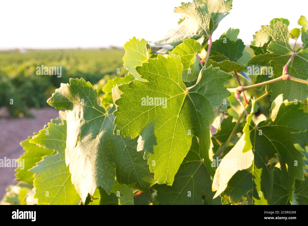 Particolare di foglie di vite in un vigneto Foto Stock