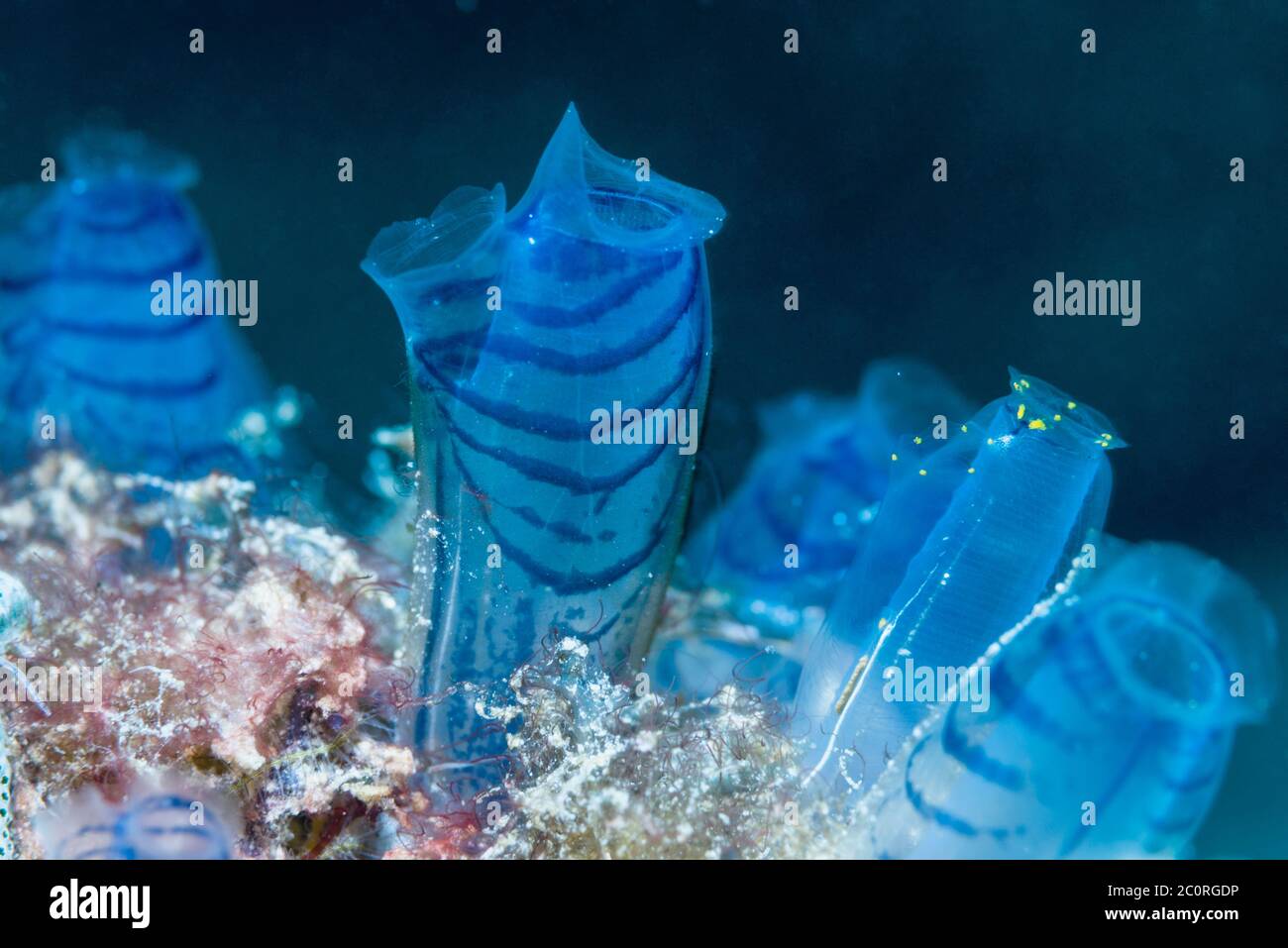 Blue Club Tunicate [Rhopalaea circola]. Papua Occidentale, Indonesia. Indo-Pacifico occidentale. Foto Stock