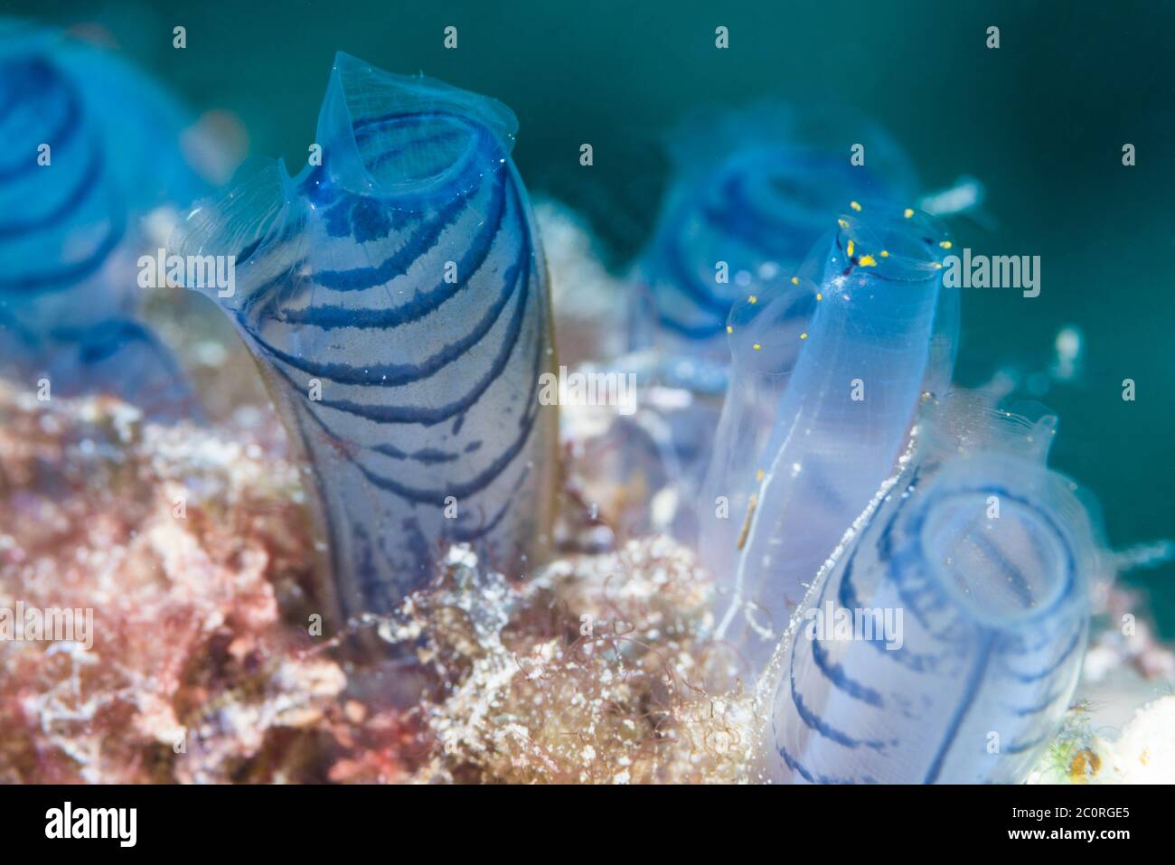 Blue Club Tunicate [Rhopalaea circola]. Papua Occidentale, Indonesia. Indo-Pacifico occidentale. Foto Stock