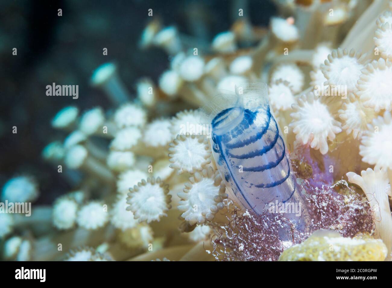 Blue Club Tunicate [Rhopalaea circola]. Papua Occidentale, Indonesia. Indo-Pacifico occidentale. Foto Stock