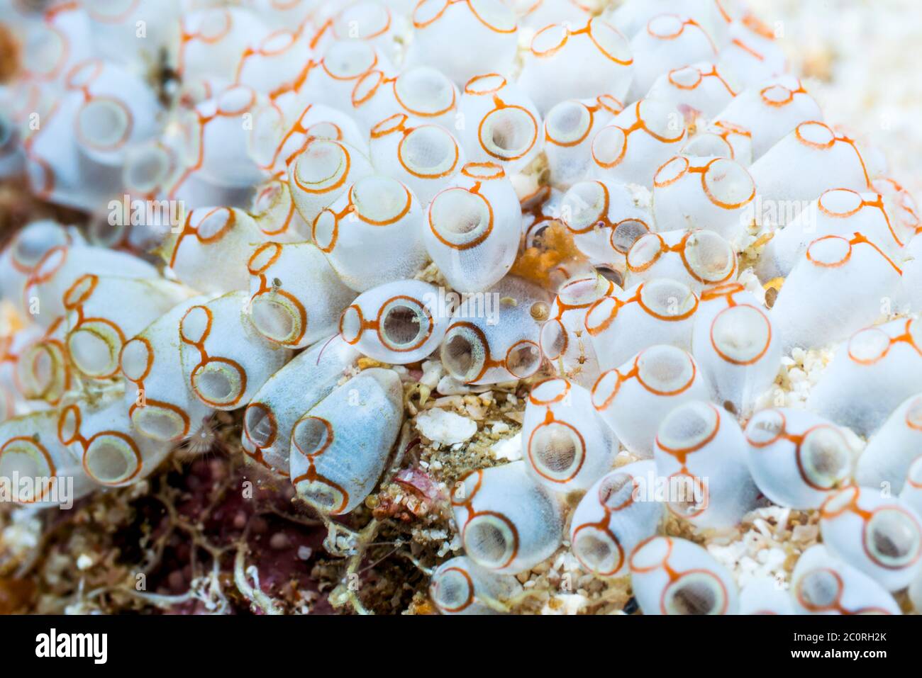 Ascidia o scaglietta di mare - Clavellina sp. Papua Occidentale, Indonesia. Indo-Pacifico occidentale. Foto Stock