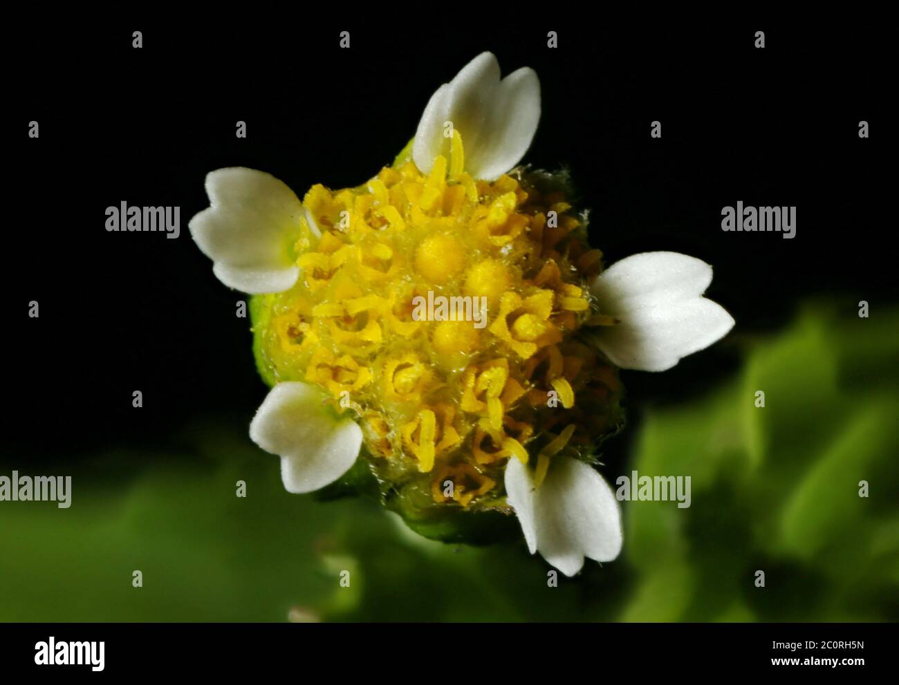Gallante soldato (Galinsoga parviflora). Chioseup Capitolino in fiore Foto Stock