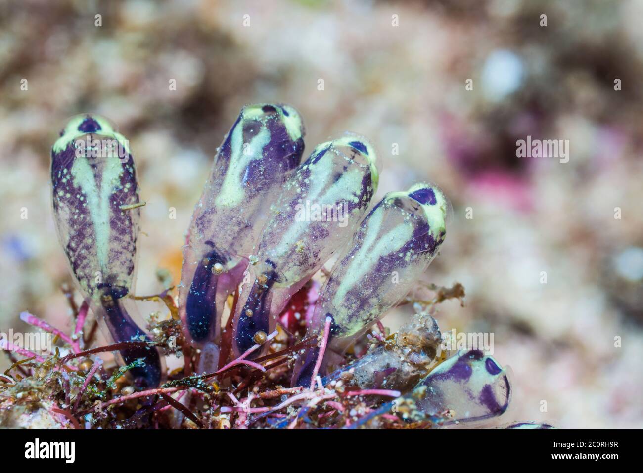 Ascidia coloniale viola [Clavellina cf viola]. Papua Occidentale, Indonesia. Indo-Pacifico occidentale. Foto Stock