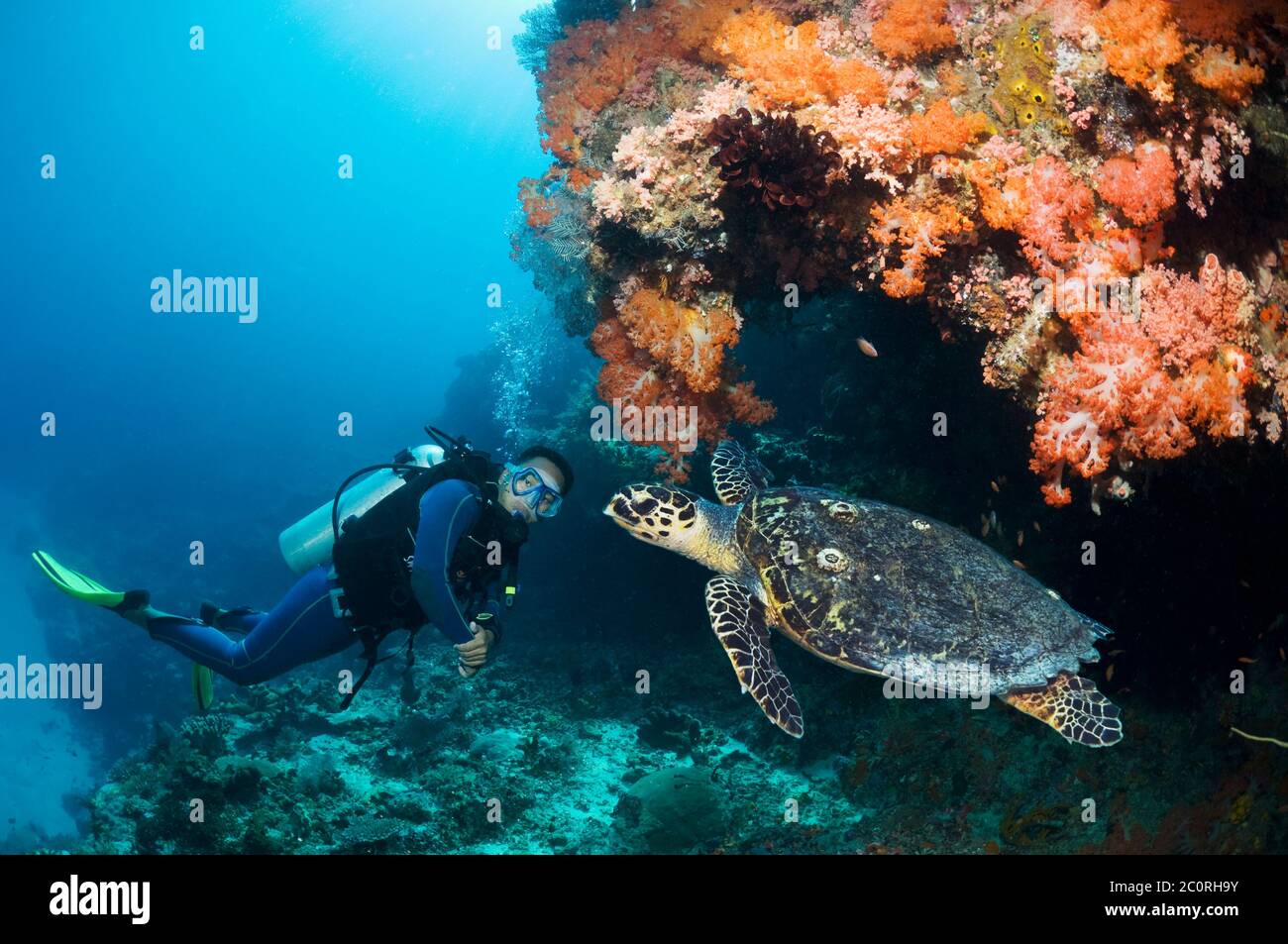 Tartaruga Hawksbill (Eretmochelys imbricatta) con un subacqueo maschile in background. Indonesia. Foto Stock