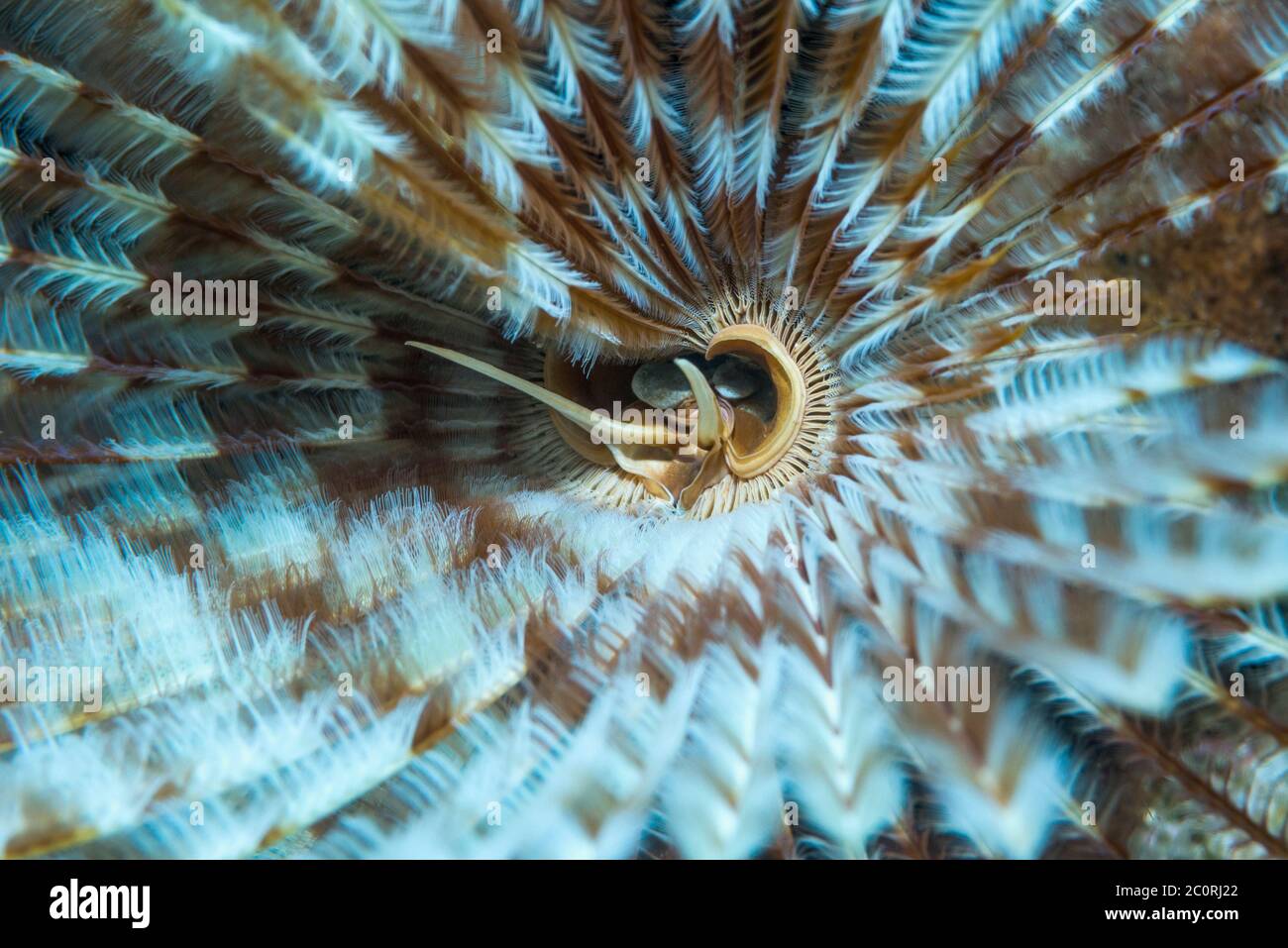 Vite senza fine [Sabella fusca]. Sulawesi del Nord, Indonesia. Foto Stock