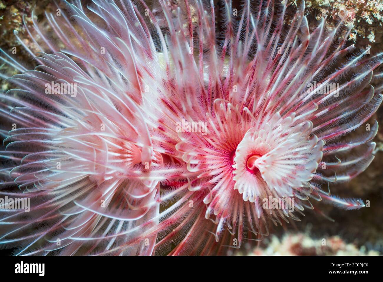 Magnifico tubetto [Protula magnifififuca]. Papua Occidentale, Indonesia. Indo-Pacifico occidentale. Foto Stock