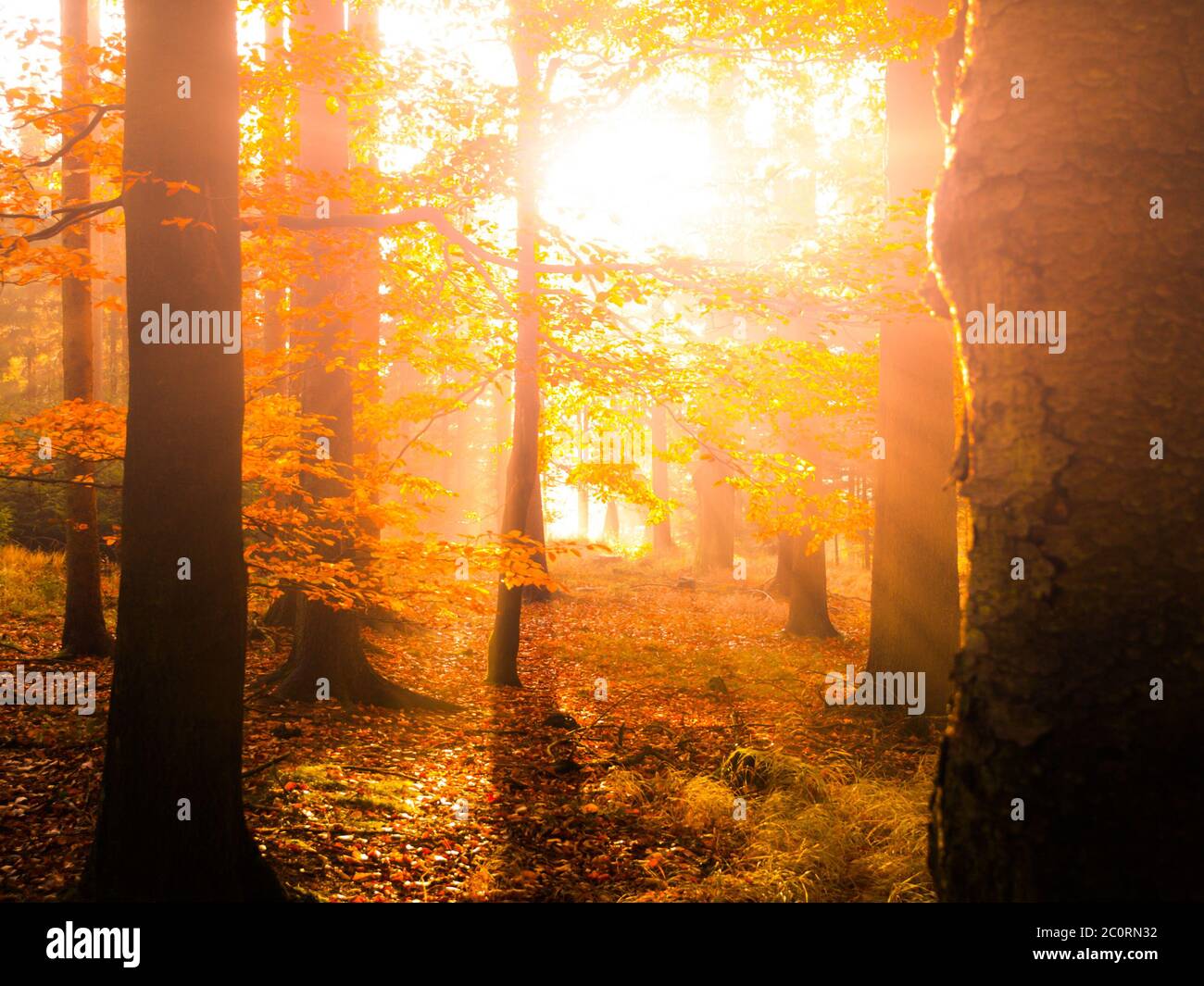 Autunno in faggeta. Splendido paesaggio caldo con i raggi del sole della prima mattina nella foresta autunnale. Foto Stock