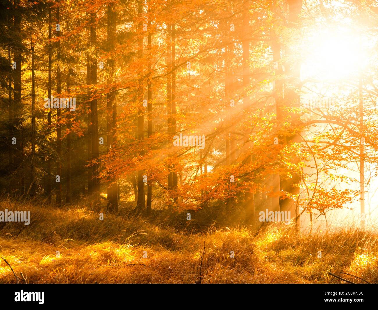Autunno in faggeta. Splendido paesaggio caldo con i raggi del sole della prima mattina nella foresta autunnale. Foto Stock