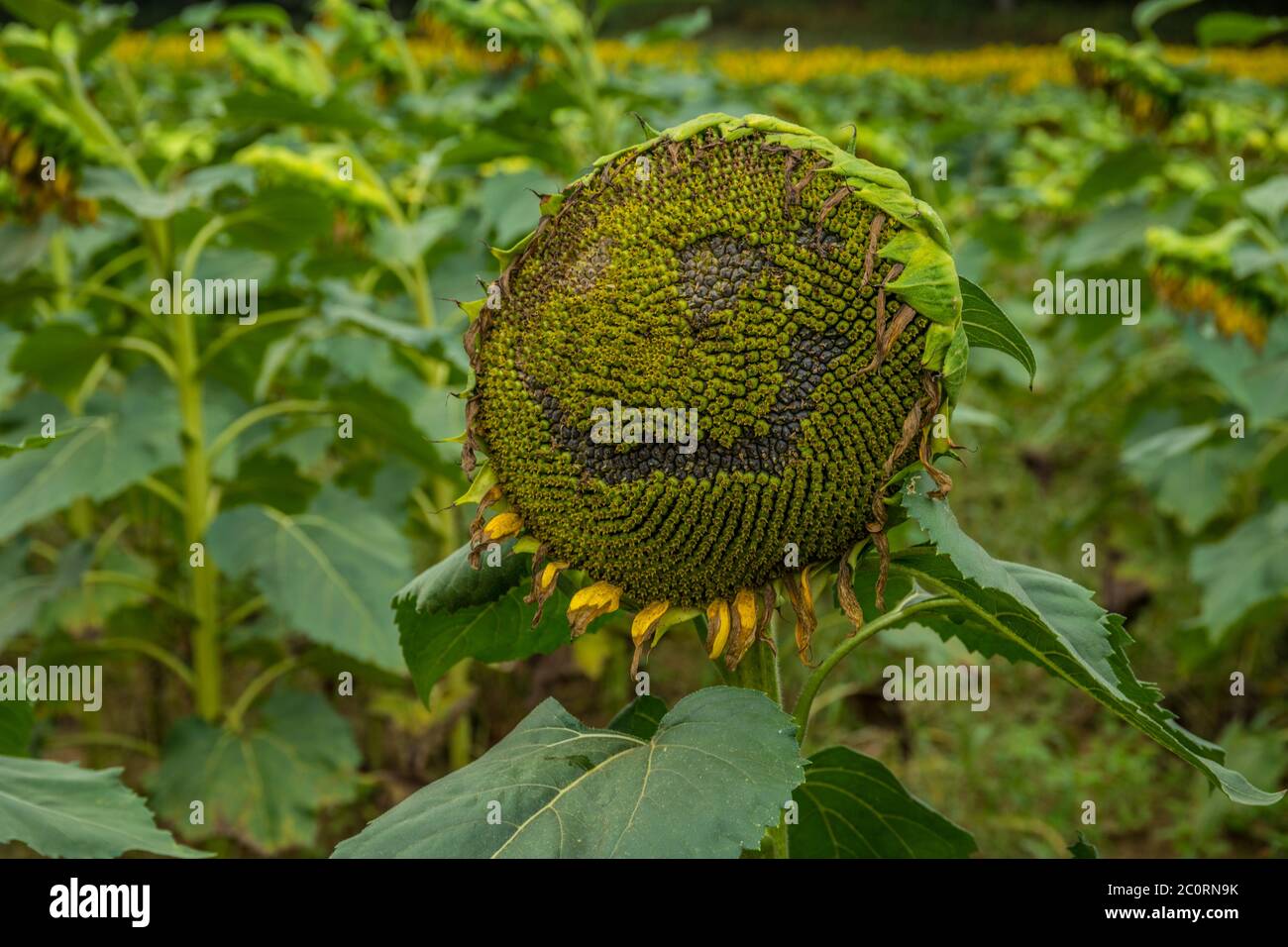 Un girasole sorridente in un campo con i semi esposti a forma di occhi e una bocca che fa per una pianta felice alla fine della sua vita con file di su Foto Stock