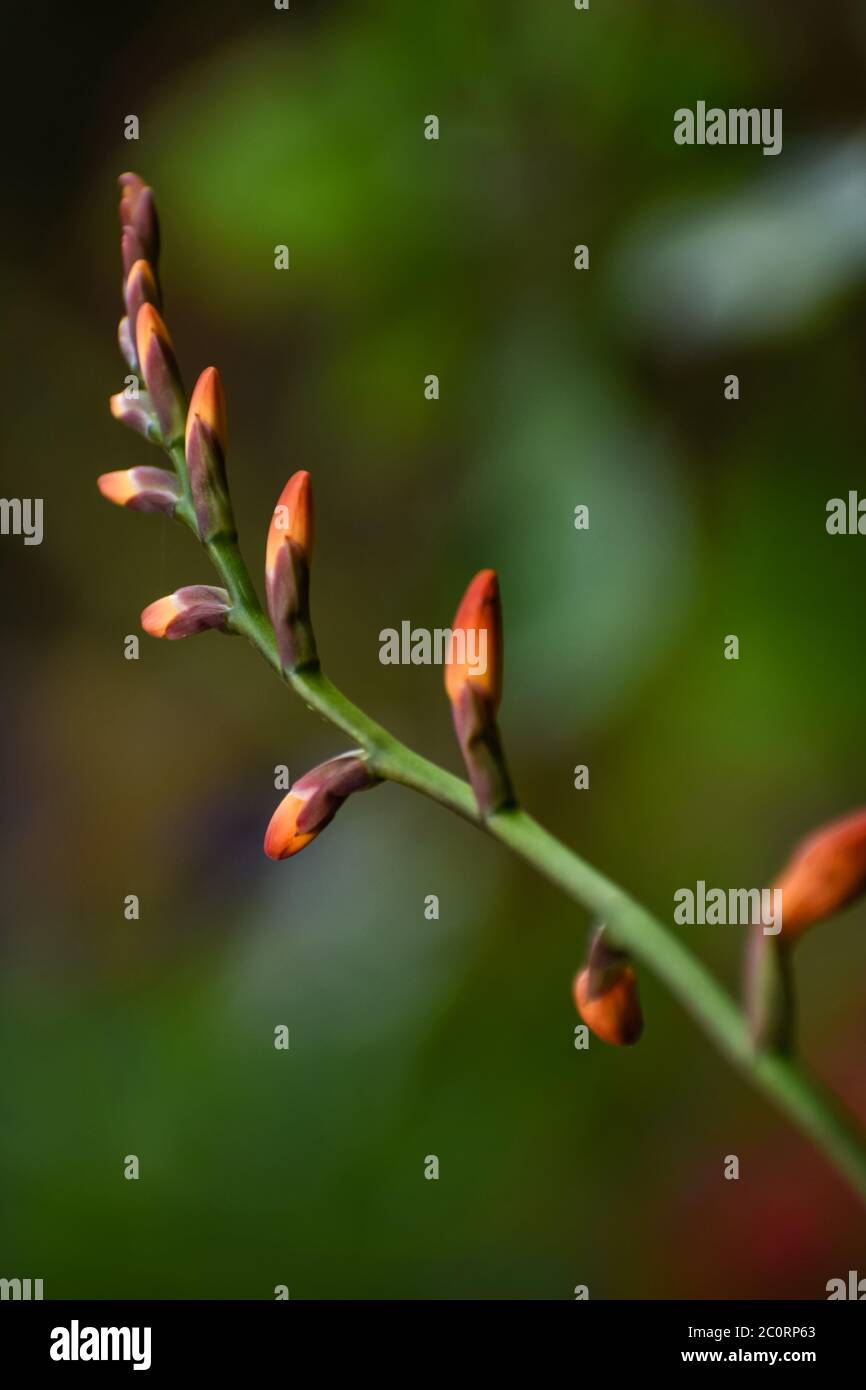 Bella closeup fotografia di gemme gladiolus con sfondo verde. Foto Stock