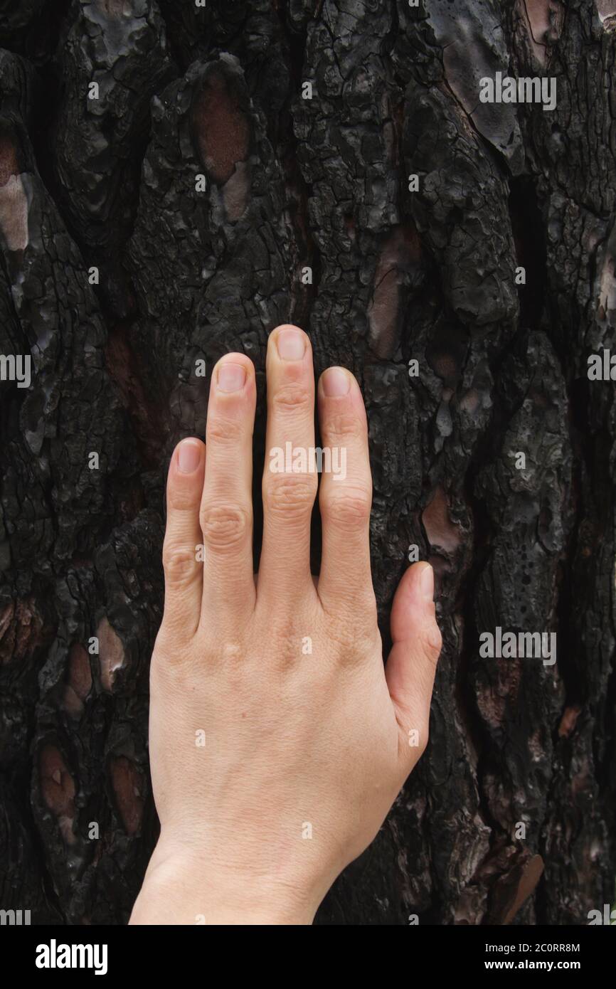 Mano umana che tocca la corteccia di un tronco di albero bruciato dopo un fuoco selvatico Foto Stock