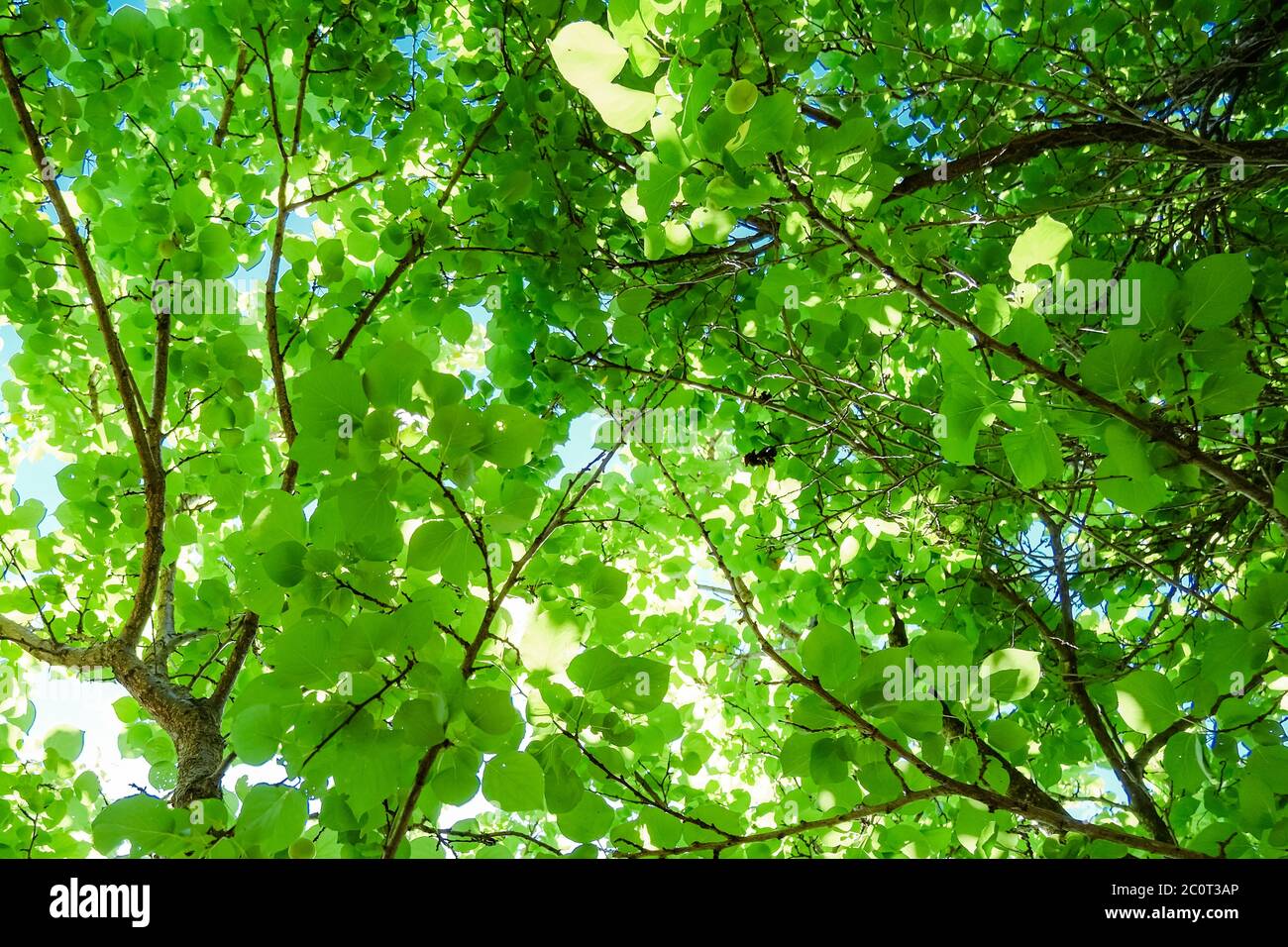 Verde primavera alberi fogliame foresta con Sunbeams sfondo, foglie texture modello Foto Stock