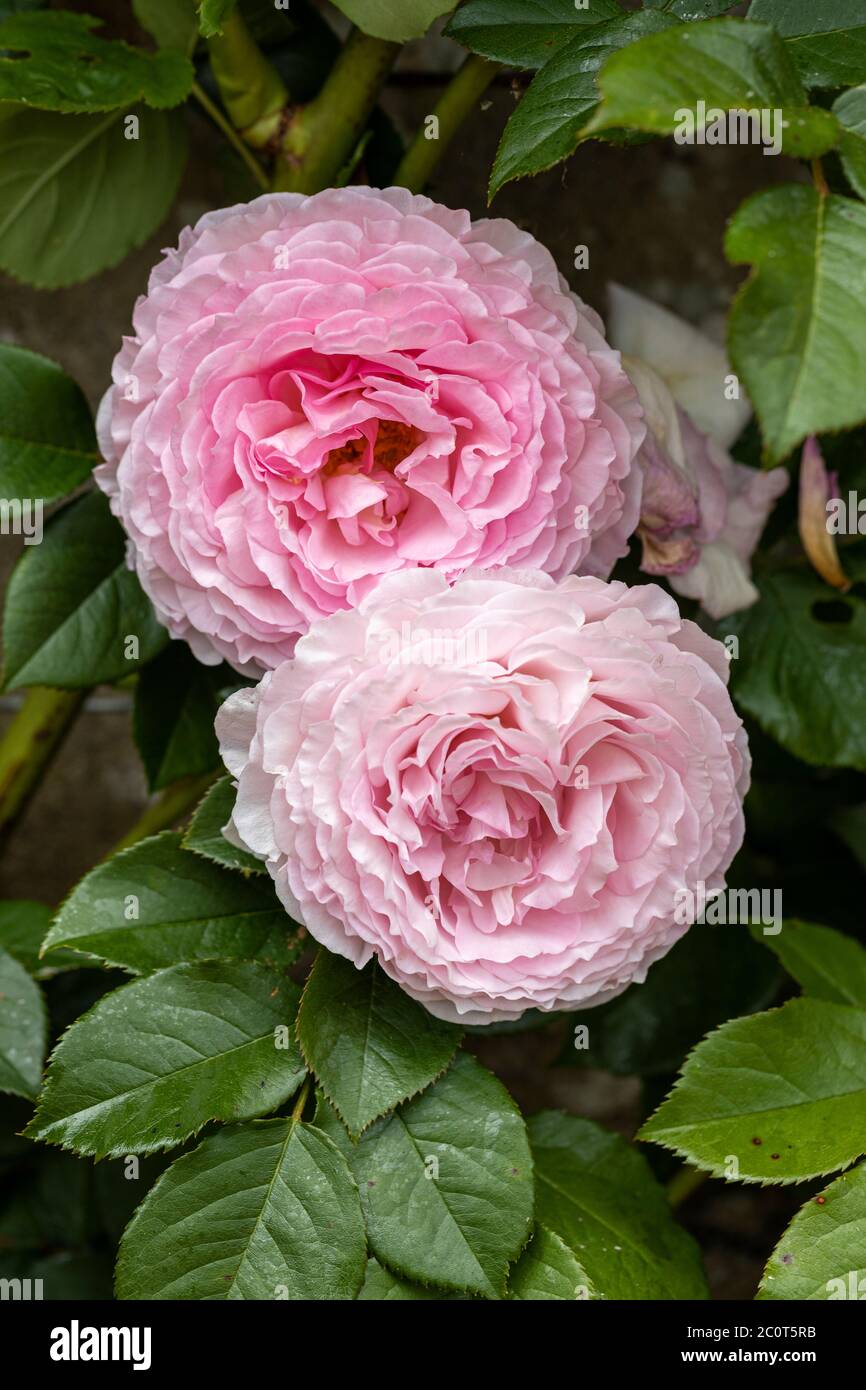 Primo piano di una rosa rosa David Austin chiamata Rosa James Galway. Una rosa inglese. Fioritura in un giardino in Inghilterra, Regno Unito Foto Stock