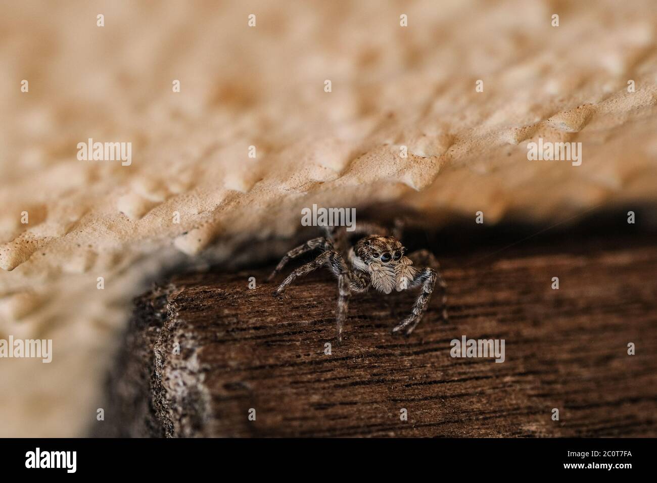 Ragno marrone selvaggio primo piano macro occhi dettagli, insetti arachnid animali Foto Stock