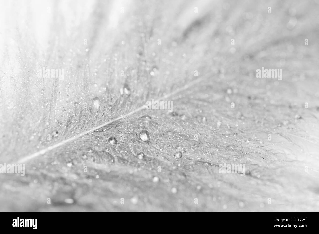 Foto di piume di gufo con gocce d'acqua Foto Stock