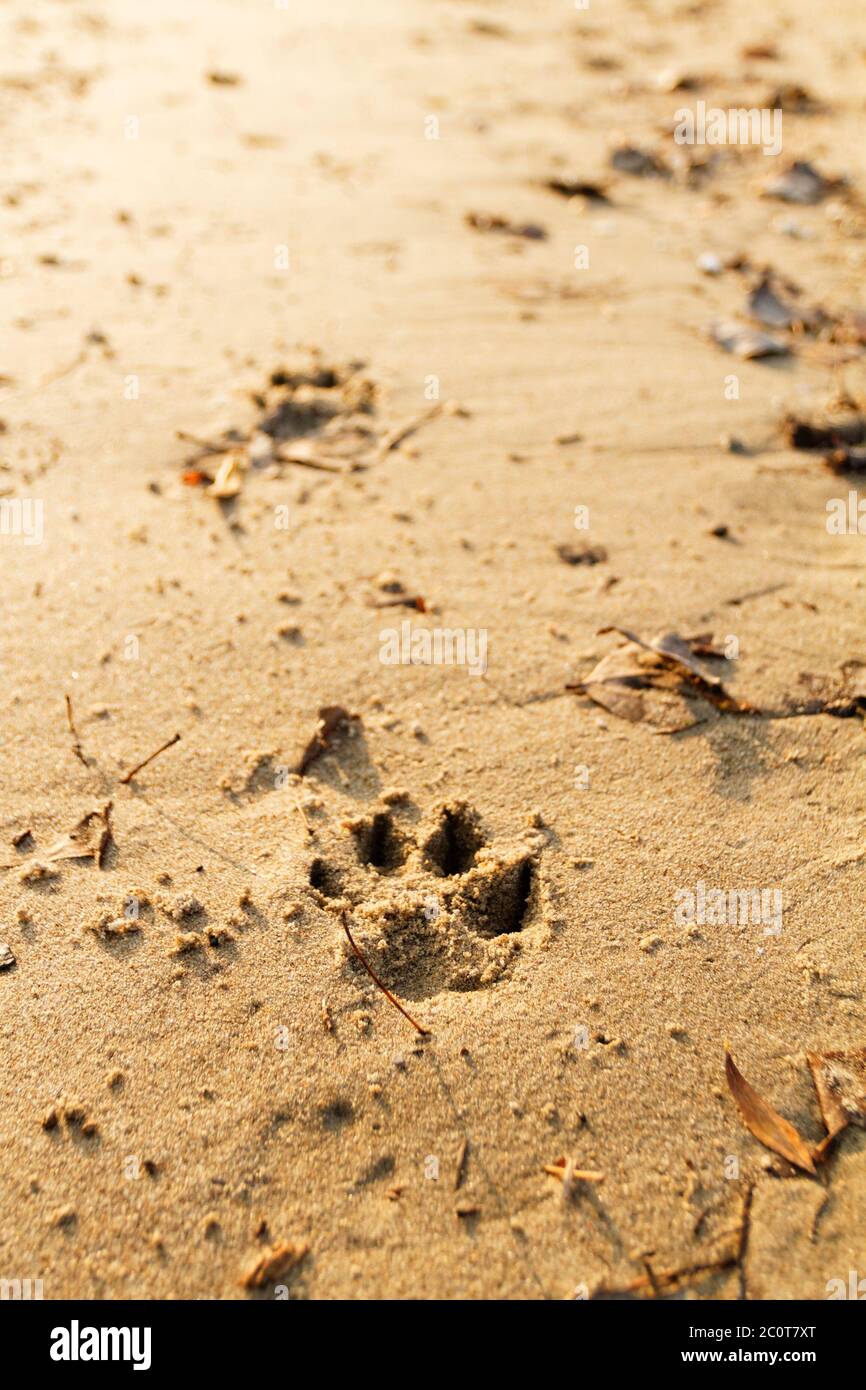 Foto di un animale che stampa il piede sulla sabbia Foto Stock