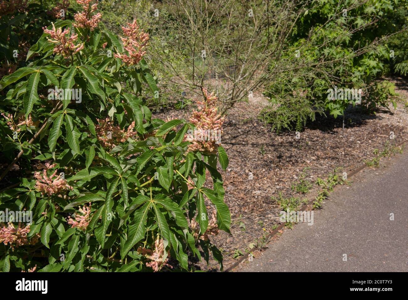 Summer Foliage e teste di fiore del castagno deciduo albero (Aesculus x mutabilis 'Indusa') in un giardino nel Devon Rurale, Inghilterra, UK Foto Stock