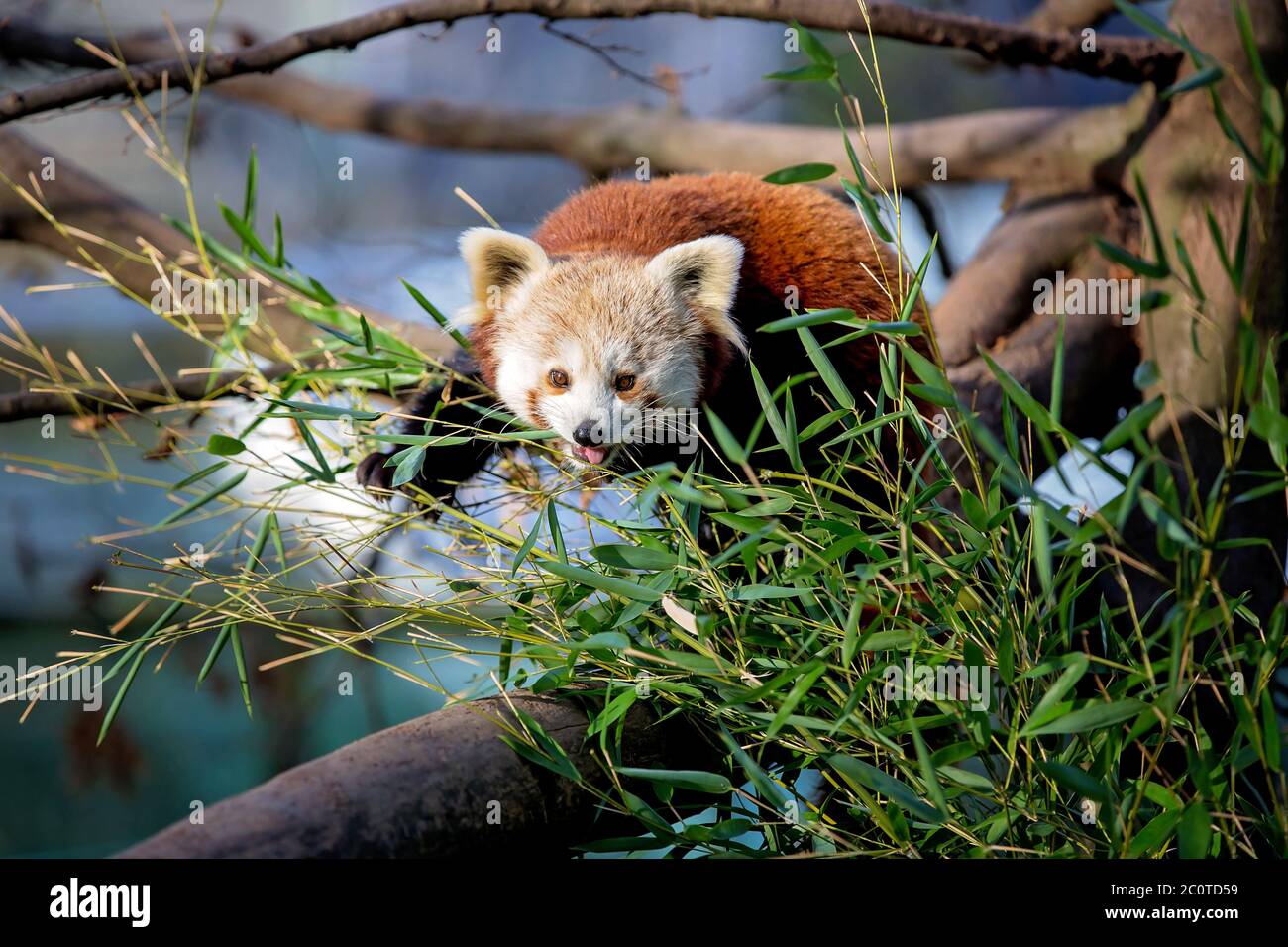 Chiudi ritratto di koala dolce mangiare foglie di eucalipto su un albero Foto Stock