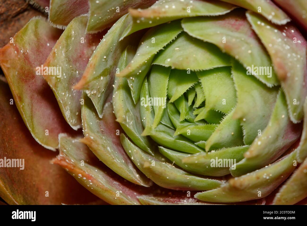 Sempervivum plant immagini e fotografie stock ad alta risoluzione - Alamy